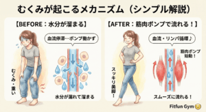 筋肉のポンプ作用とむくみの発生メカニズムの解説図