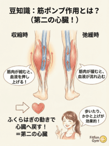 ふくらはぎの筋肉が収縮して血液を押し上げる筋ポンプ作用の図解