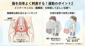 腸腰筋が腸を支えるハンモックの役割と、猫背と正しい姿勢による腸の位置への影響を比較したイラスト